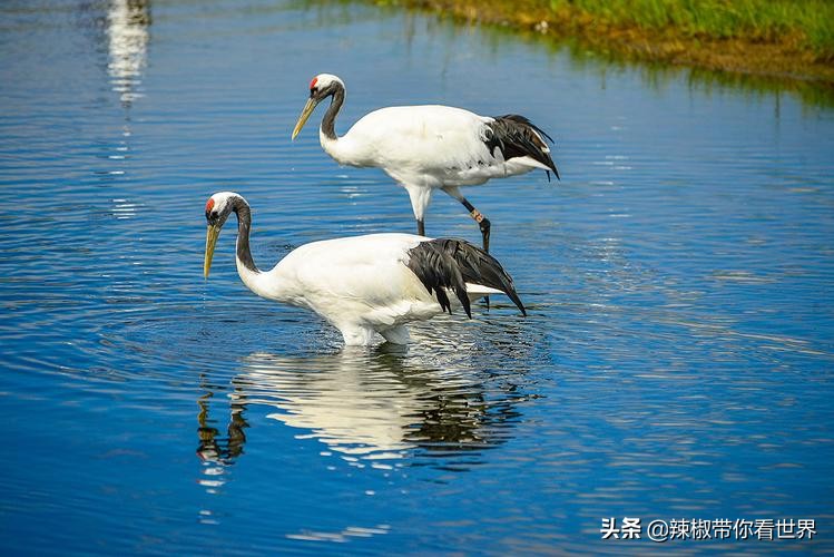 美在黑龙江：走进诗意山水之齐齐哈尔这里是世界大湿地中国鹤家乡