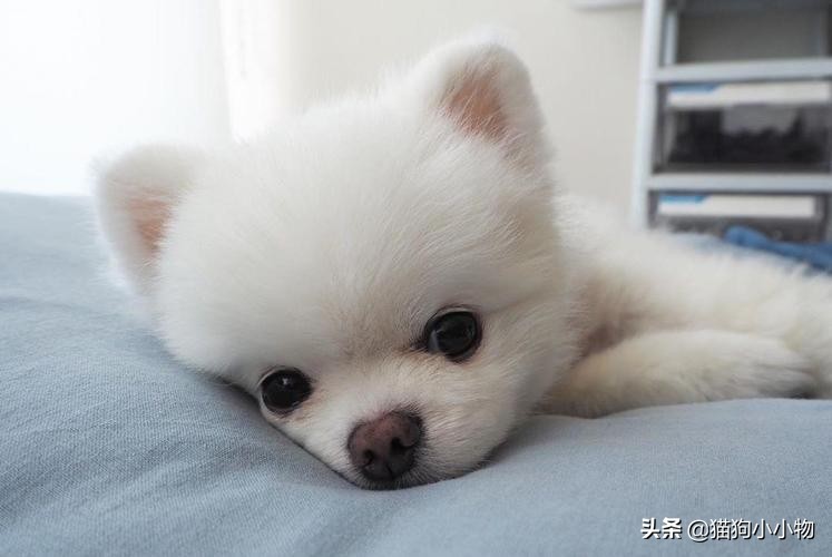 博美不能吃的东西有哪些,博美吃得太杂有没有影响