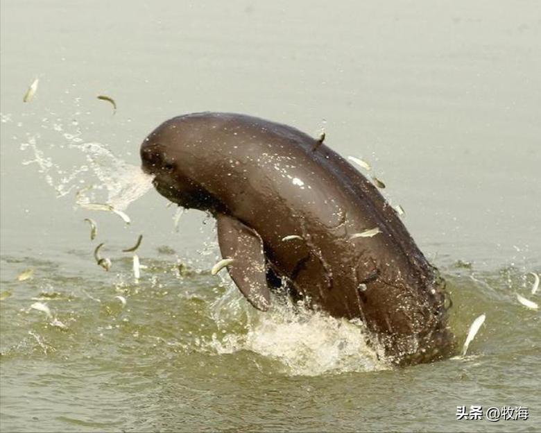 长江鲢鳙鱼群,湖北为什么鲢鳙多