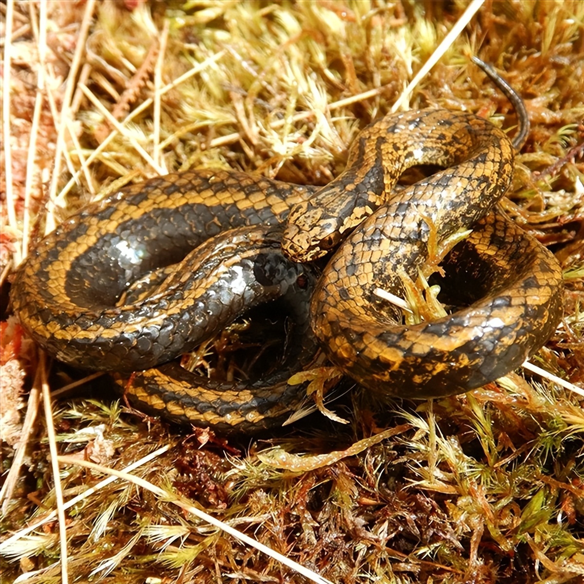 创战纪3预告片,创战纪3真命版