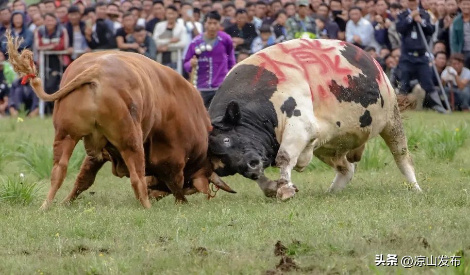 2019年彝族火把节凉山,彝族火把节2023年阳历几号