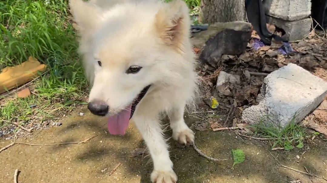 为什么繁殖犬要被虐待,繁殖犬没有效益