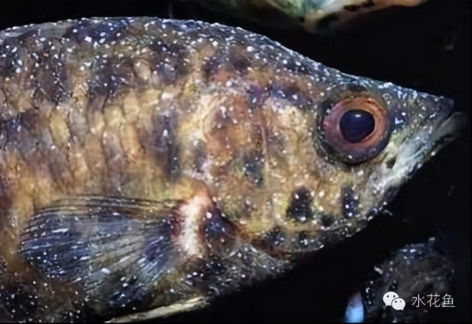 鱼常见的寄生虫以及症状,怎么区分鱼身上的钉虫和孢子虫