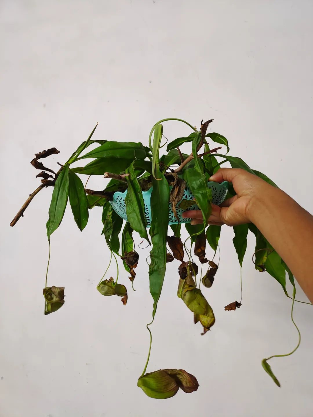 刚买回来的养花知识技巧,网购养花的技巧有哪些