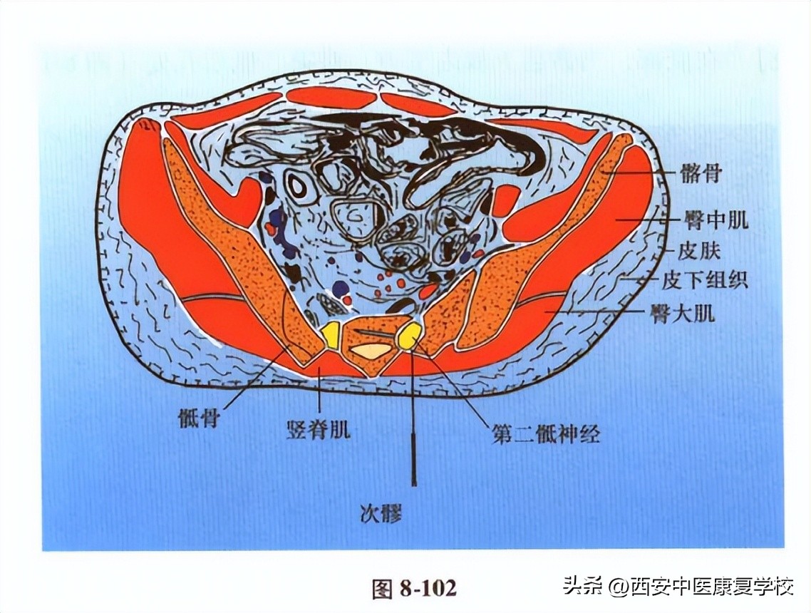 足太阳膀胱经上的穴位,足太阳膀胱经募穴