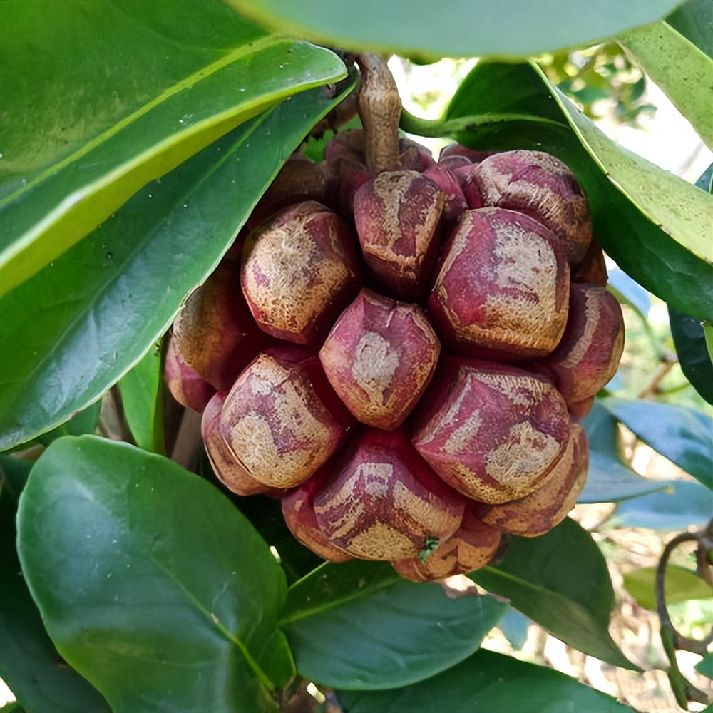 农村常见野生水果大全,这种果树在家也能种