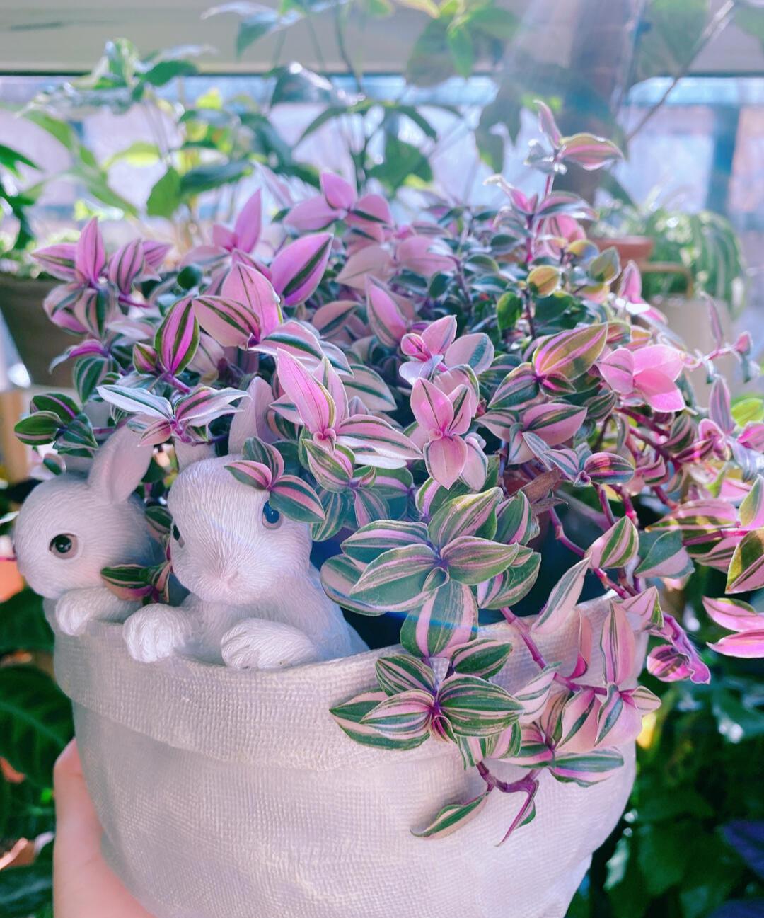 家居必备的几款高颜值中大型绿植,40款超治愈的家居绿植