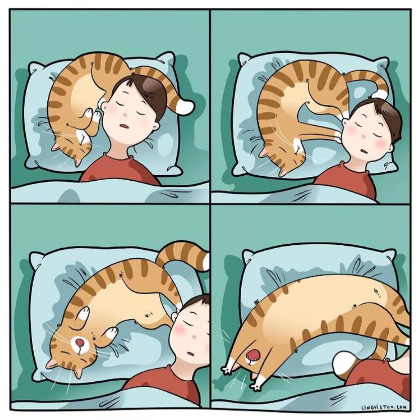 铲屎官和猫主子超级可爱的日常,喵星人与铲屎官一同成长记