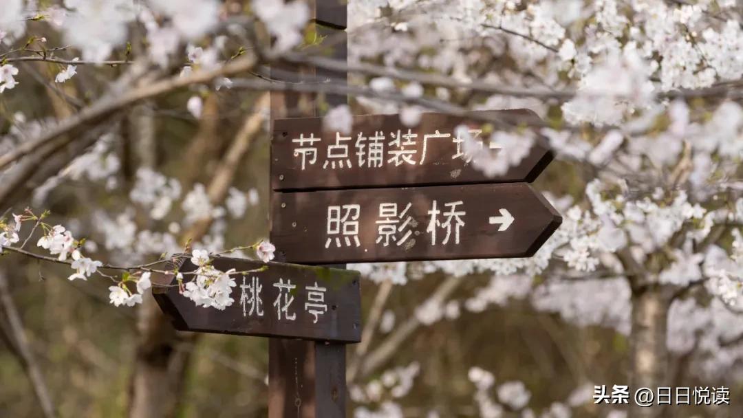 湖北荆州：石首“繁花”上大分↑即将刷爆朋友圈！