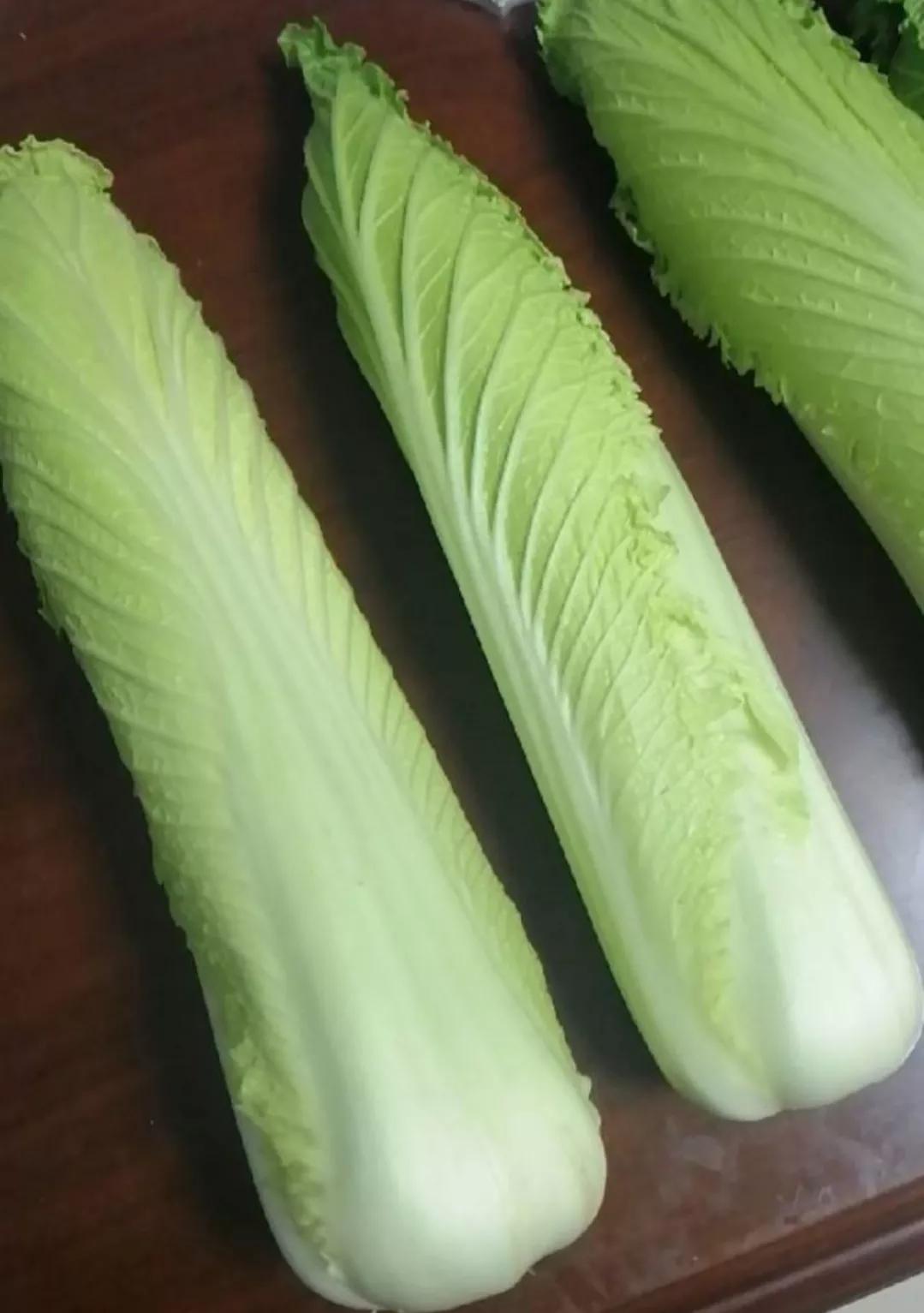 卷心白菜的栽培技术,龙牙白菜与大白菜区别