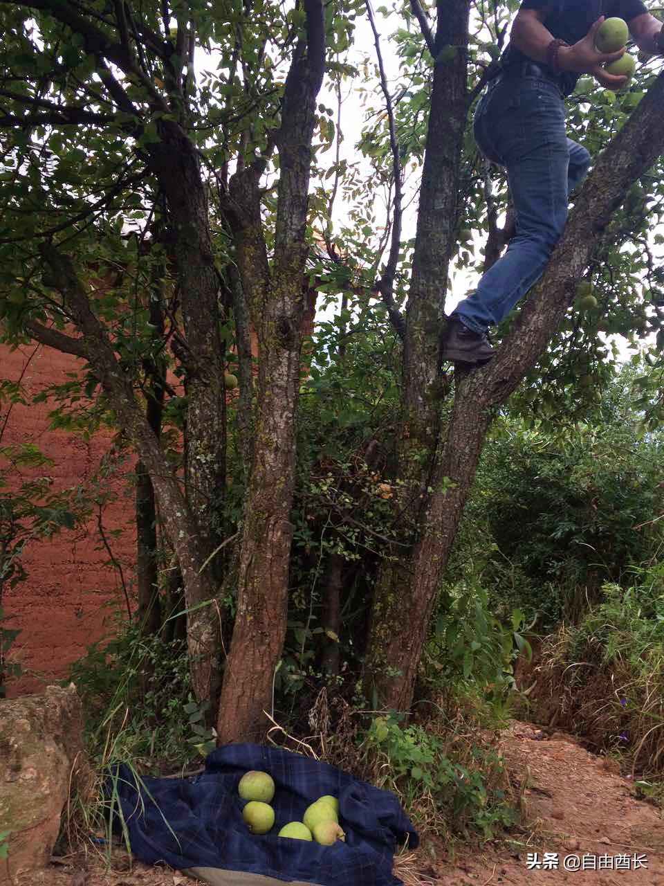 远去的驮铃声（十）抚仙湖畔的约定