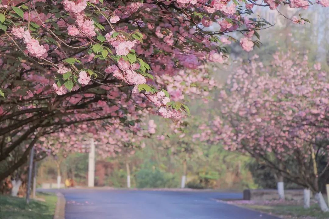 成都周边赏花烧烤一日游推荐免费,成都赏樱花露营