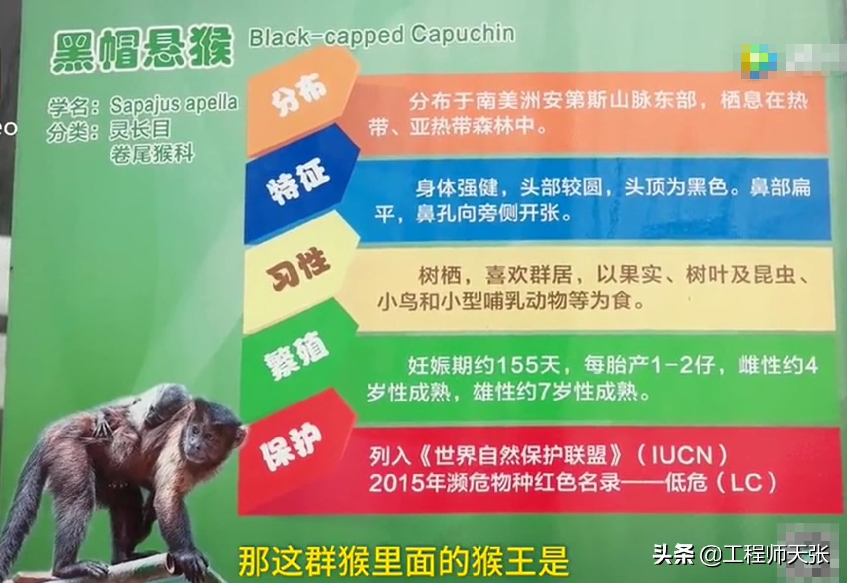 奇特长相的猴子,最像人脸的猴子