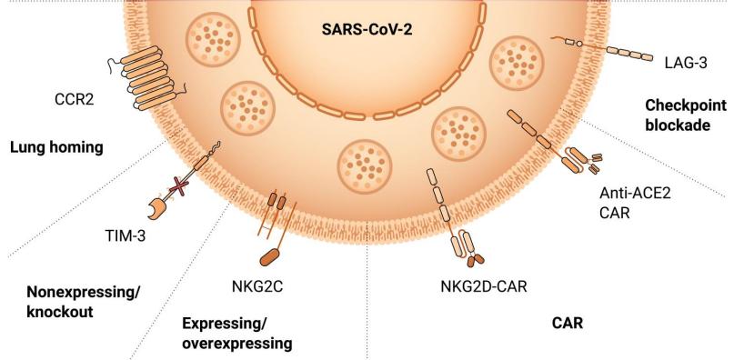 nk细胞治疗新冠病毒的项目,nk细胞感染eb病毒怎么治