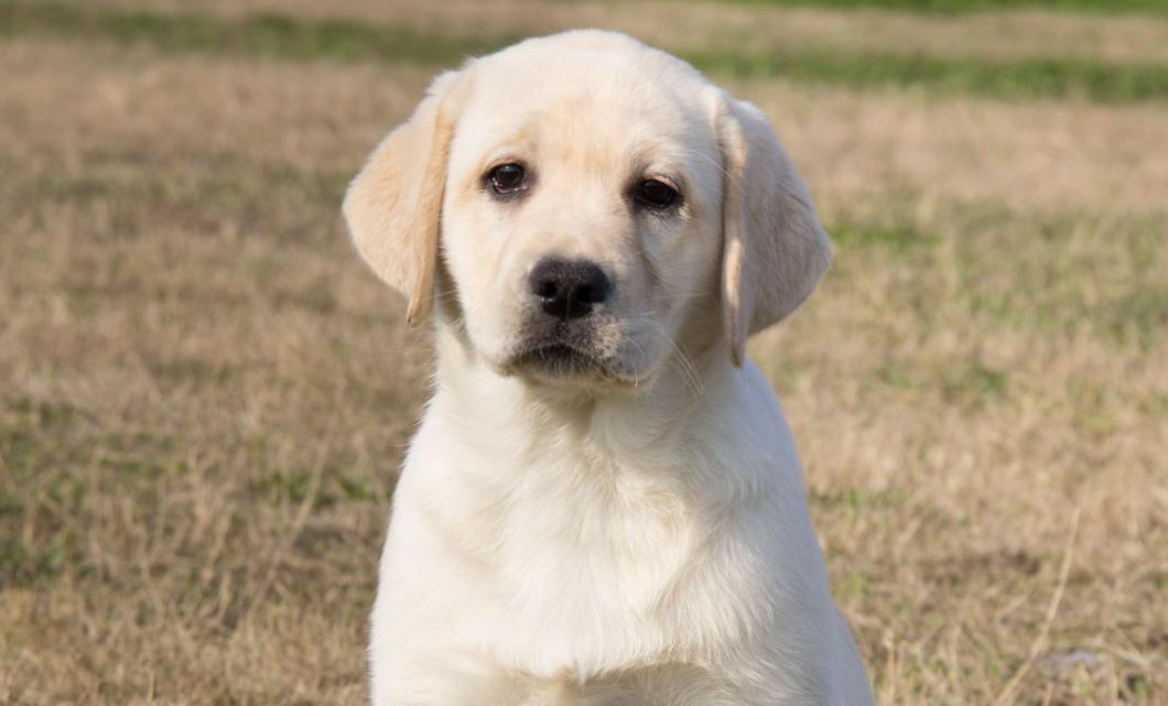拉布拉多怎么样可以当导盲犬,拉布拉多犬成为导盲犬需要多久