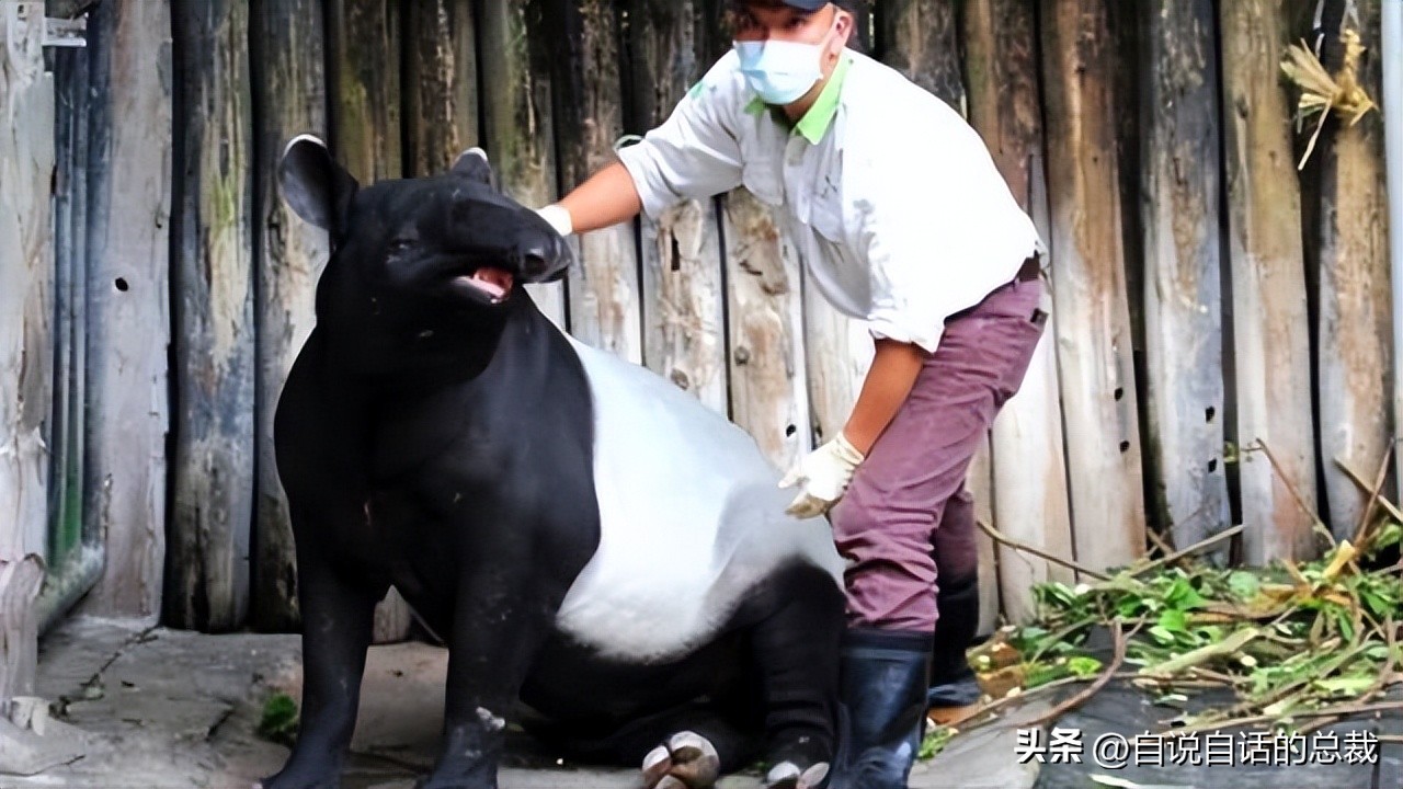 美洲发现象形文字,美洲发现中国古文