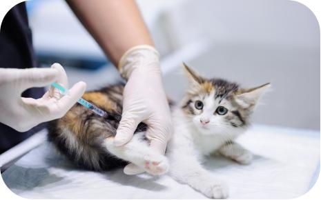 知识分享：猫咪的常见病毒性疾病（一）——猫泛白细胞减少症