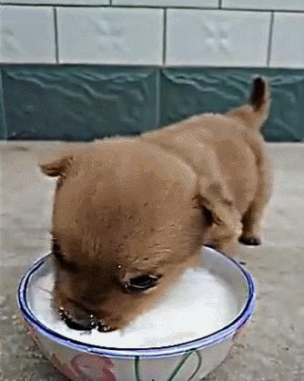 狗狗回家过了7天是不是安全了,为什么狗狗带回家七天不要出门