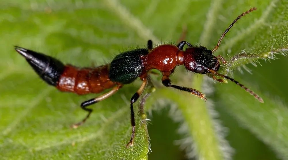 带娃出门游遇到蜱虫千万别乱拔,警惕这三种毒虫带娃出行必看