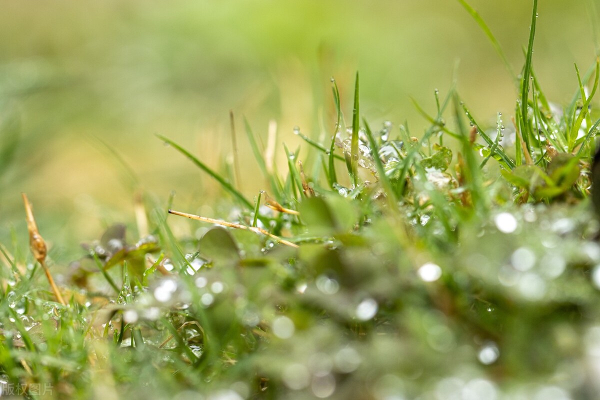 白露节哪天,白露节感怀