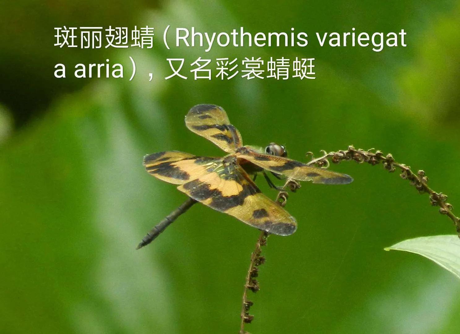 豆娘和蜻蜓是同一种动物吗,蜻蜓豆娘是珍稀动物吗