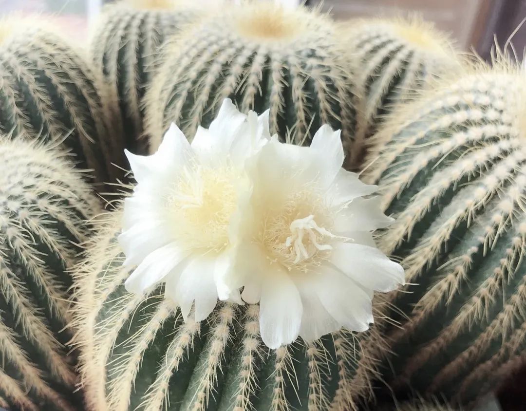 5种花别乱养香味有毒,5种花浇不死浇水越多长得越旺