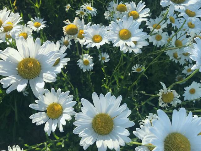 天秤座对不喜欢的人都懒得搭理,天秤座不想搭理你的表现