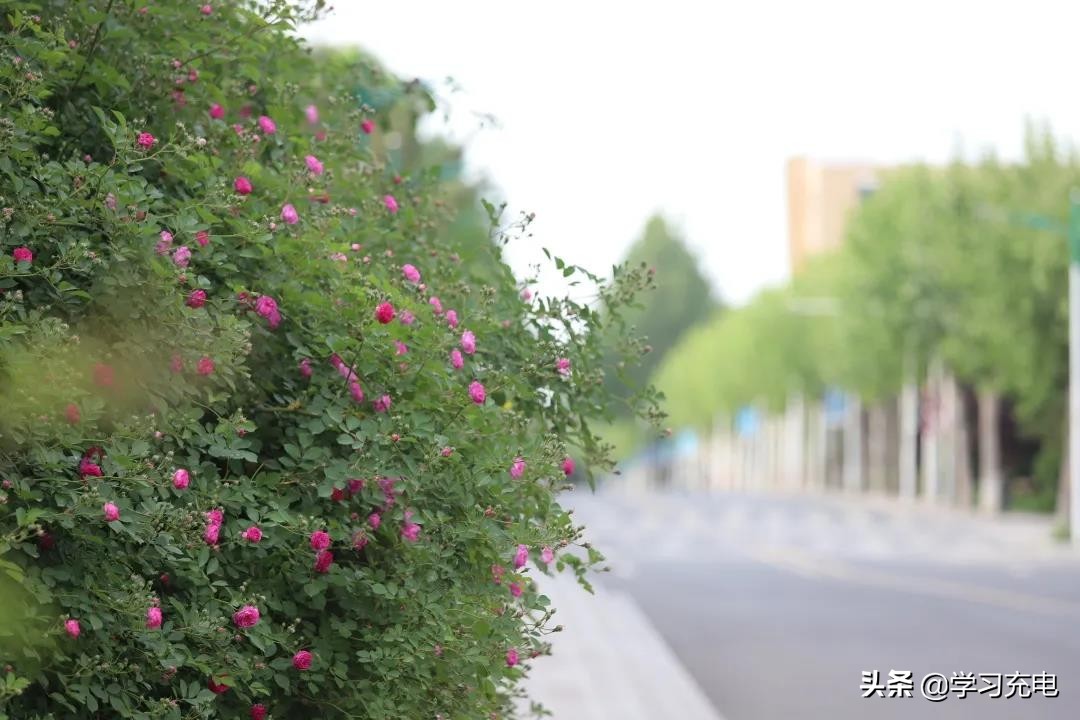 山东现代学院到底怎样,山东现代学院在什么位置