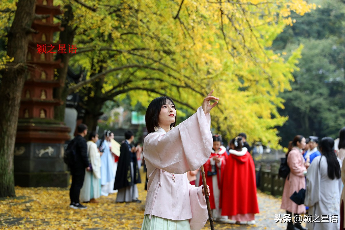 绝美千年银杏,中国最大的银杏景区