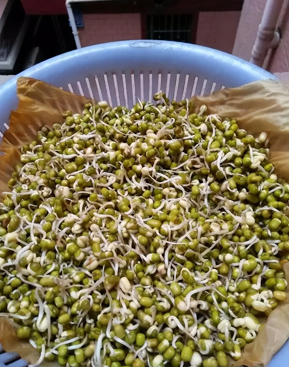 豆芽发苗神器,家用豆芽机发豆芽菜的简单方法