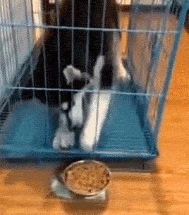 家里不建议养的十种狗,不适合家庭养的狗六种类型