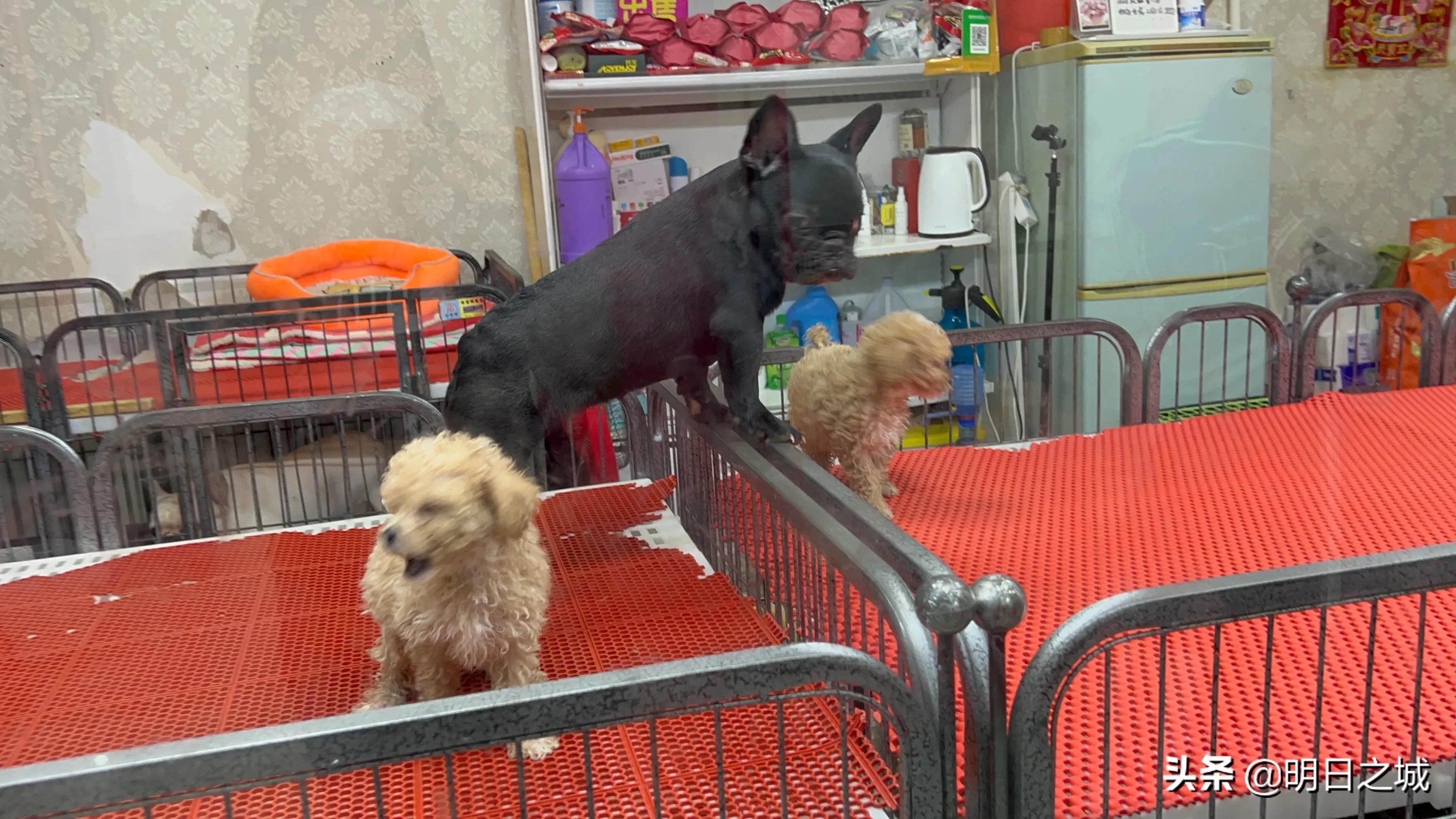 宠物猪长成300斤肥猪,两只宠物小乳猪