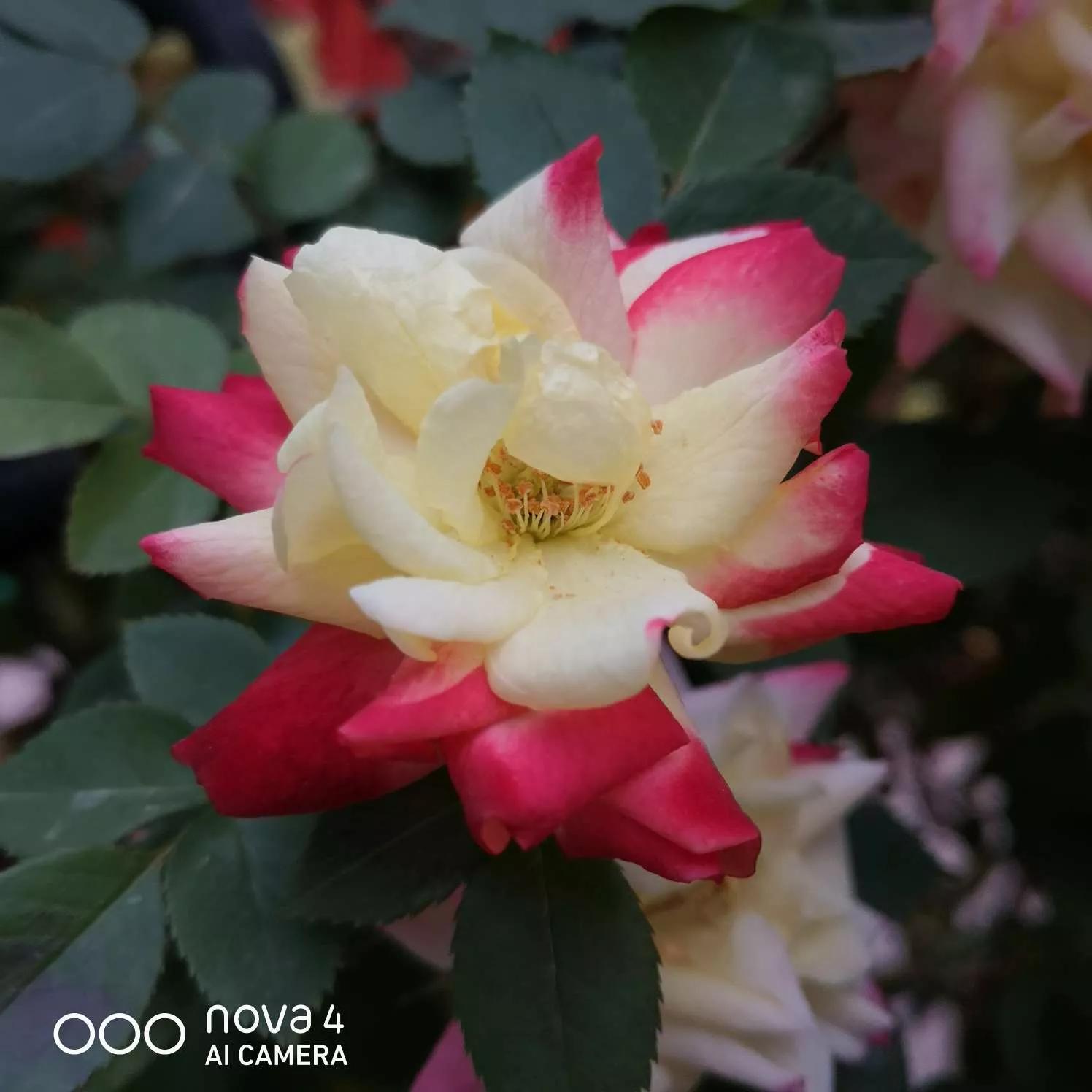 月季品种醉花,月季品种大全及图片欣赏