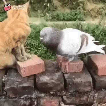 老婆不知去哪买的这衣服，刚进家门就给我吓了一身汗，好尴尬