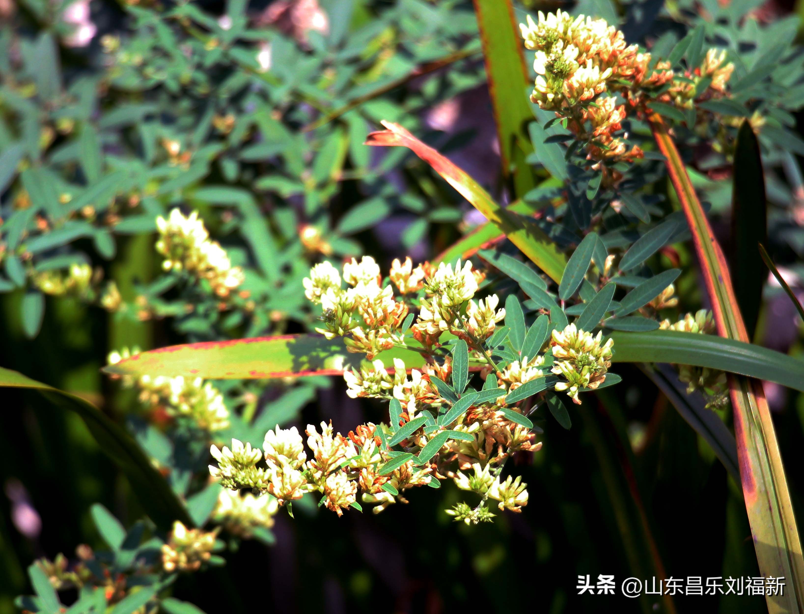 意大利蜻蜓和红蜻蜓,红蜻蜓与台湾红蜻蜓