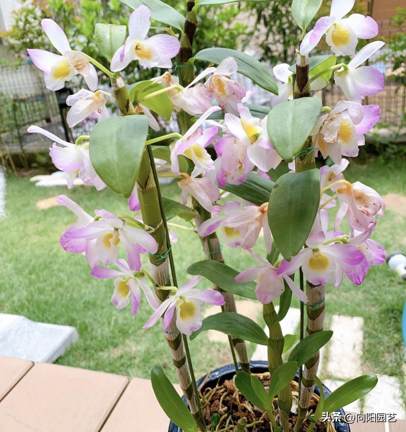 石斛板栽和盆栽的区别,怎么养石斛和青苔