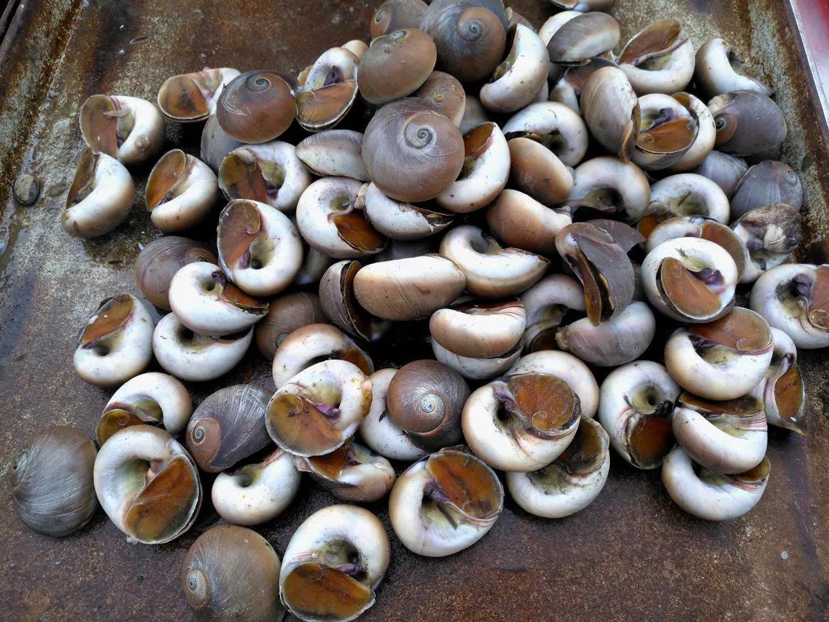 15种海鲜的经典吃法及价格,常见的海鲜正确吃法大全