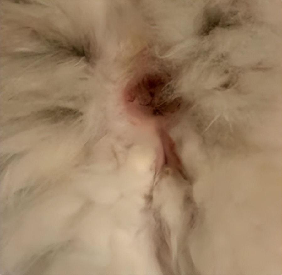 猫咪内膜炎症状,猫咪内膜炎