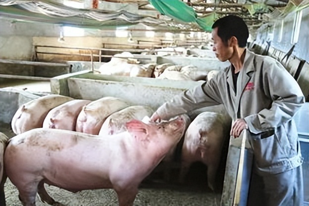 饲料中霉菌毒素对猪有什么危害,饲料毒素对猪的危害