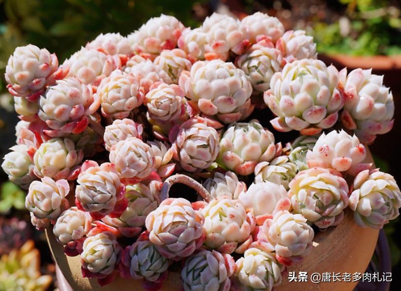 冰梅贝瑞多肉好度夏吗,多肉贝瑞好养还是冰梅好养