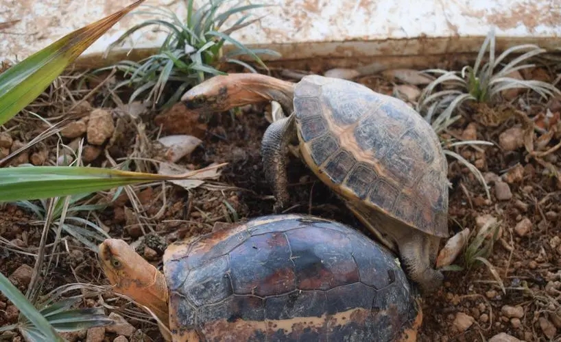 黄缘盒龟的人工饲养方法,黄额盒龟几级保护动物