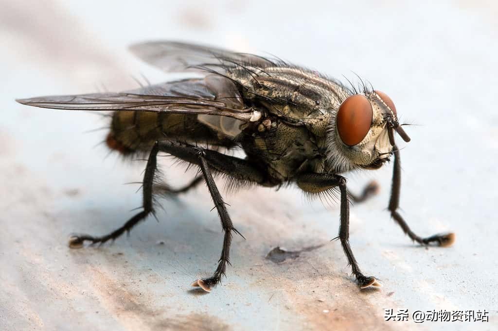 冬天苍蝇会冻死吗,冬天家里有苍蝇