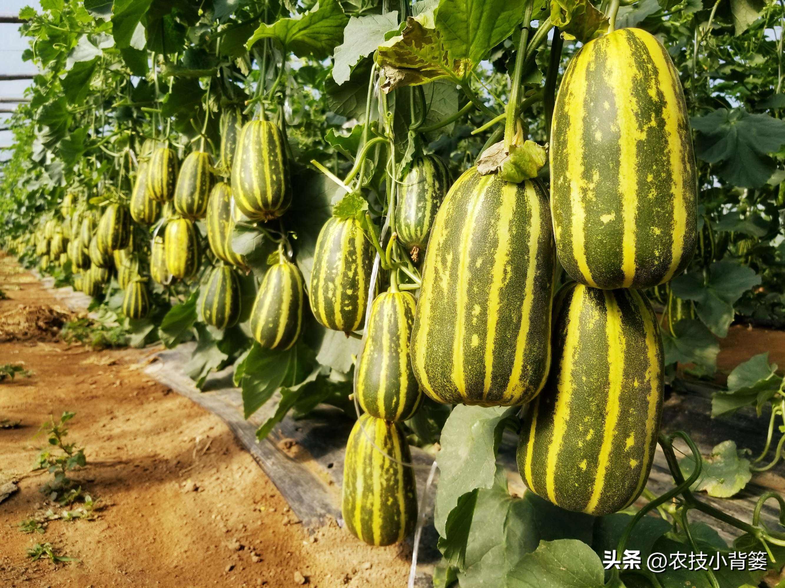 作物旺长怎么办,作物徒长问题及解决方案