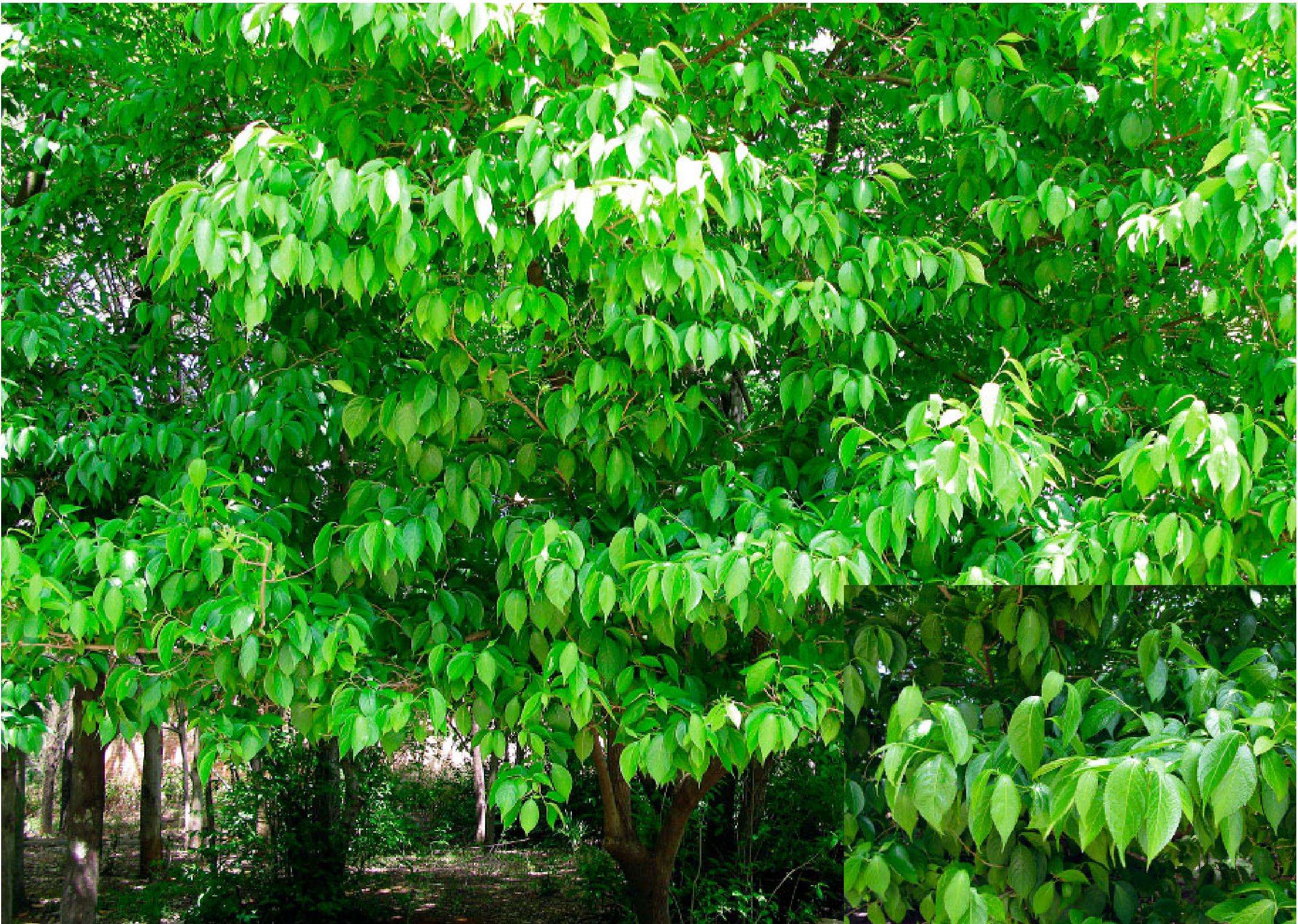 杜仲雄花有什么用?有4大价值,难怪市场价格高达600多元一斤