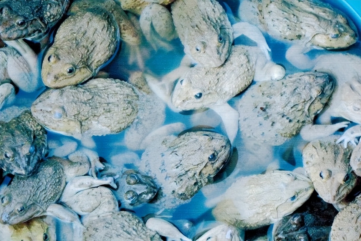 真正的丛林美食有哪些,硬核知识大全100个