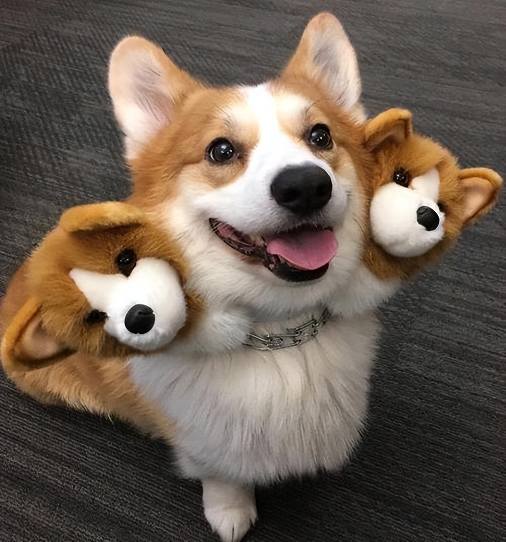 柯基犬为什么不建议养,为什么少人养狗