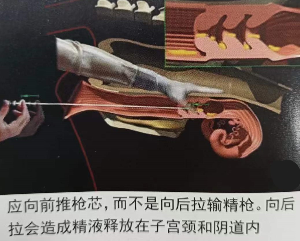 如何提高母牛同期的繁育能力,如何提高母牛受孕率