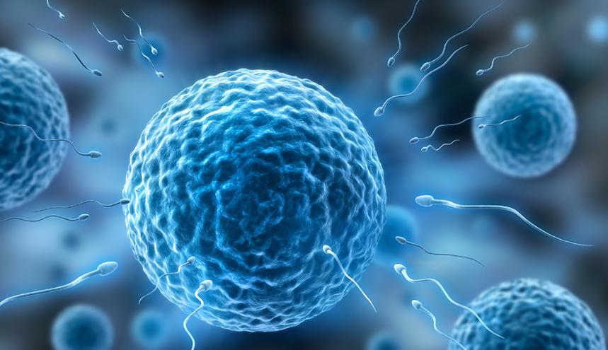 进入女性体内后,结合失败的精子都去哪里了?既心疼又好笑