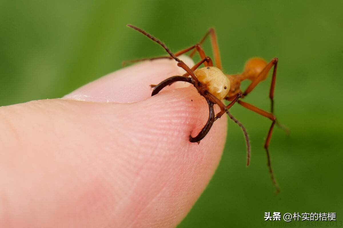 世界上最危害的昆虫,世界上有什么有毒的昆虫