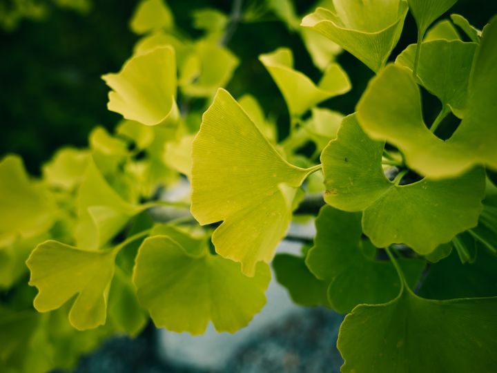 描写春天梅花的优美句子摘抄,描写校园春天早晨的优美句子